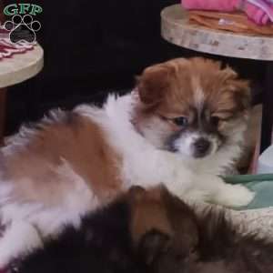 Sugar Plum- Toy, Pomeranian Puppy